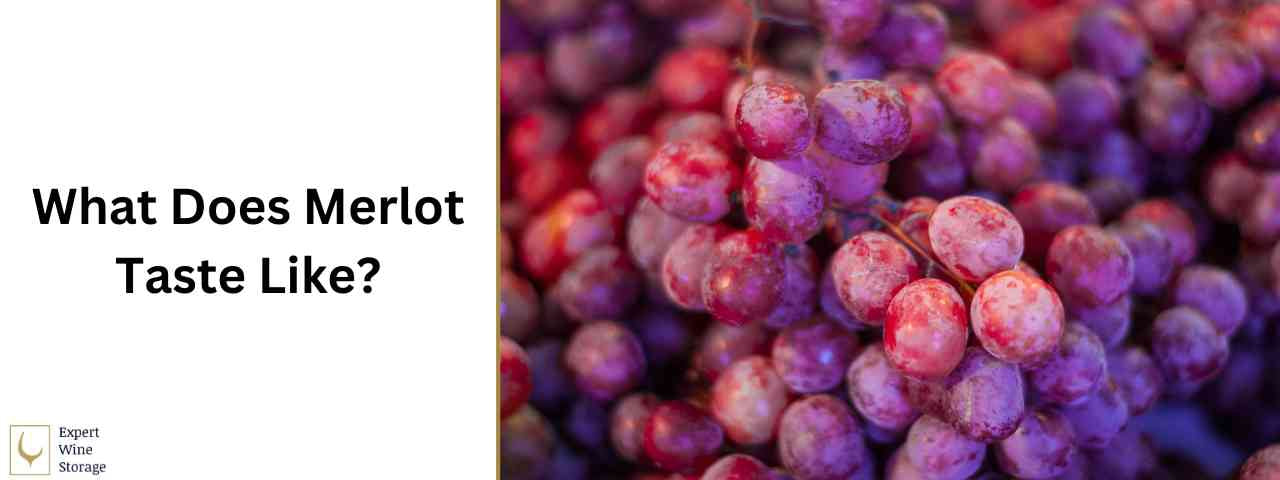 How Does Merlot Taste? (Flavours & Food Pairings)